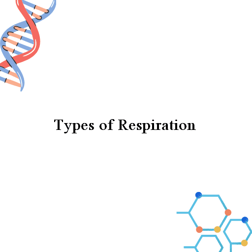 Types of Respiration